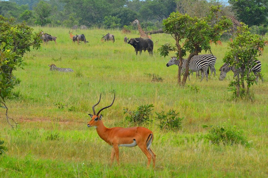 Mikumi National Park Safari – One Day Escape