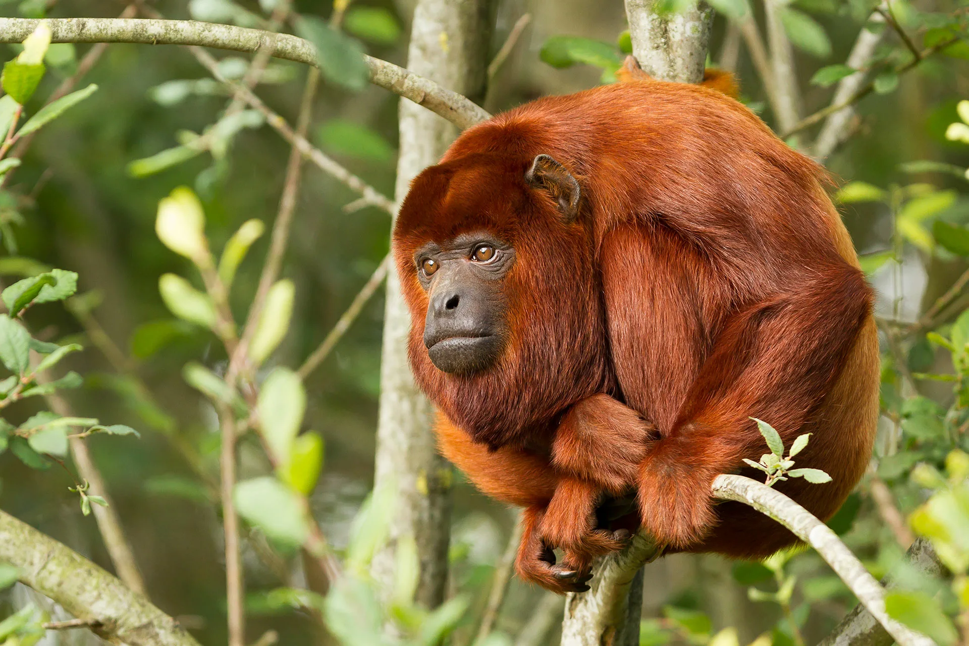 PICTURE OF A RED COLUMBUS MONKEY