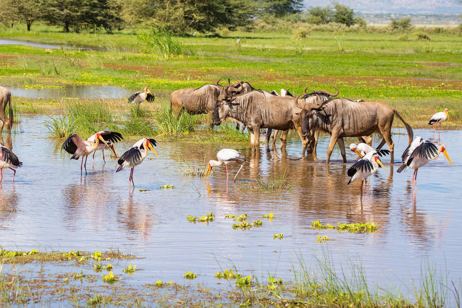 Lake Manyara National Park