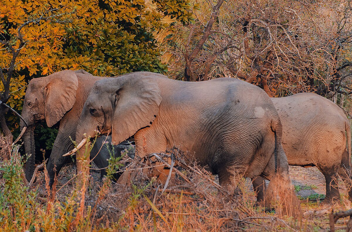 Nyerere National Park (formerly Selous)
