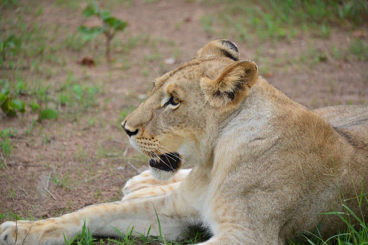 lion-3721383_1280