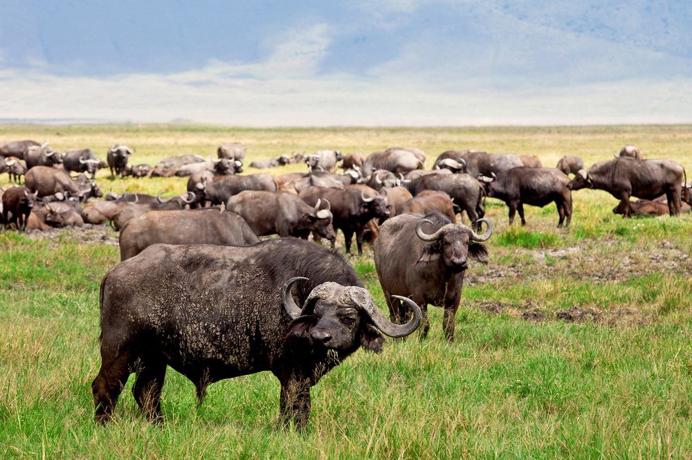 ngorongoro-buffalo