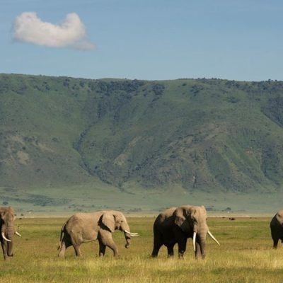Best-Time-to-Visit-Ngorongoro