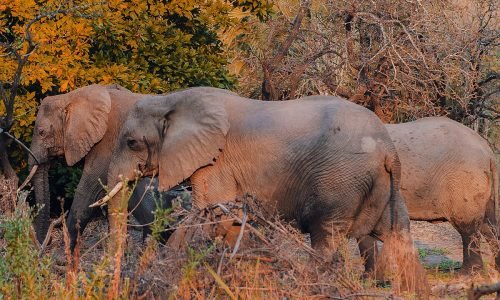 Nyerere National Park (formerly Selous)