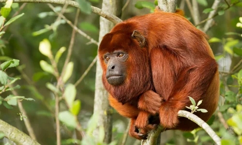 PICTURE OF A RED COLUMBUS MONKEY