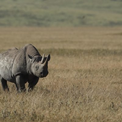 Rhino_Ngorongoro