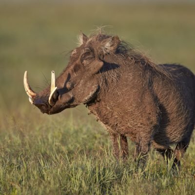 kiivocgqtdx1y0vpztqv