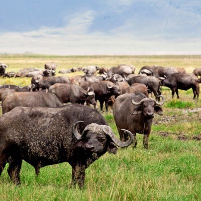 ngorongoro-buffalo